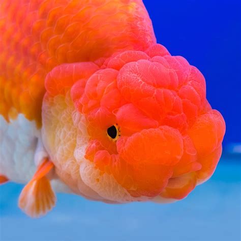 Ranchu .